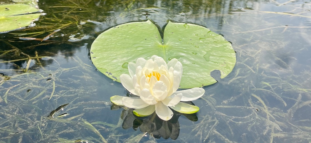 YogaTribes | Teacher Profile | Repentigny